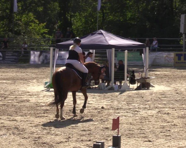 Reitturnier Lgl.-Oberhain, B95 2024