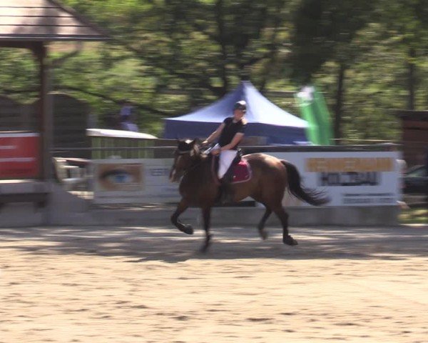 Reitturnier Lgl.-Oberhain, B95 2024