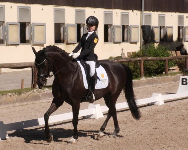 Reitturnier Leonberg 2024
