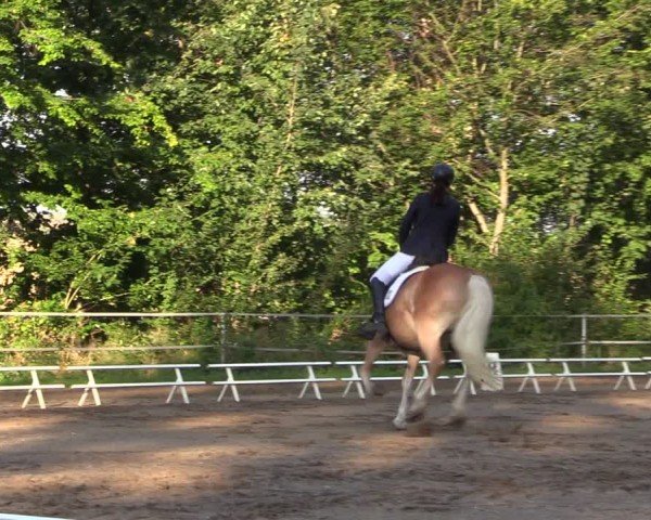 Reitturnier Lgl.-Oberhain, B95 2024