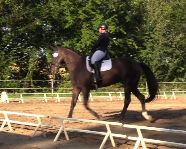 Reitturnier Lgl.-Oberhain, B95 2024