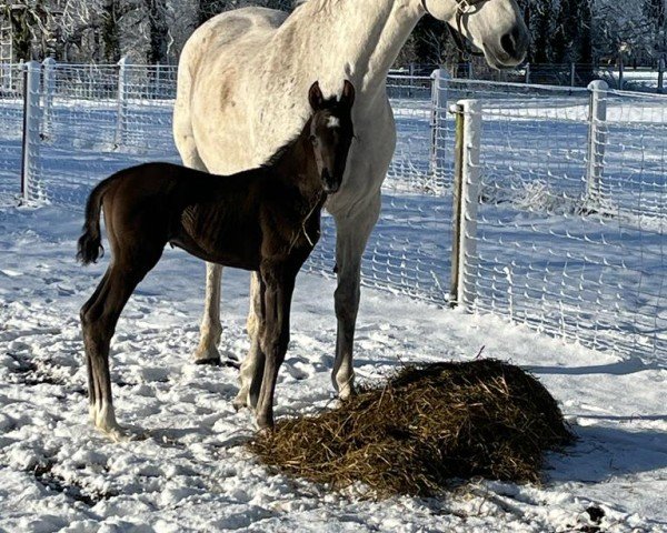 horse Stute von Secret-Dressage Royal (Hanoverian, 2023, from Secret)