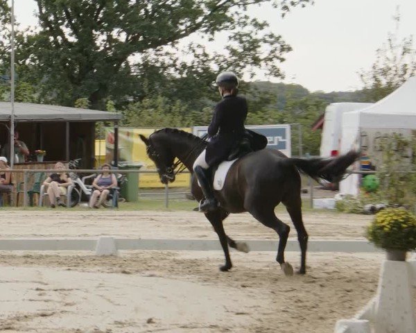 Reitturnier Meinerzhagen 2024