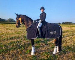 Dressurpferd Sandro 496 (Tschechisches Warmblut, 2013, von Sandro Classic)