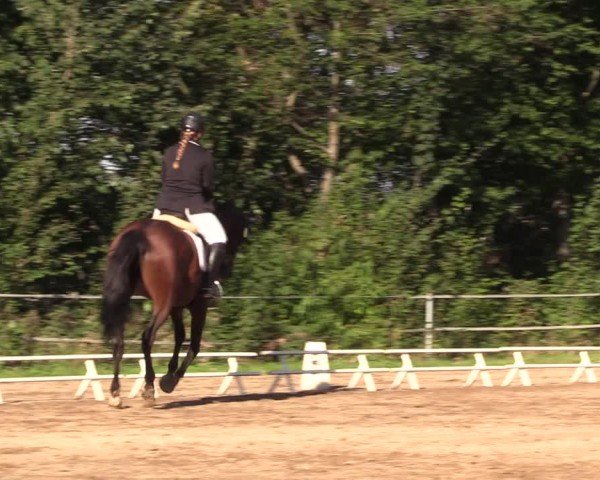 Reitturnier Lgl.-Oberhain, B95 2024
