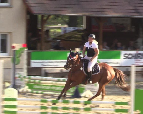 Reitturnier Lgl.-Oberhain, B95 2024