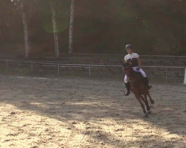 Reitturnier Lgl.-Oberhain, B95 2024