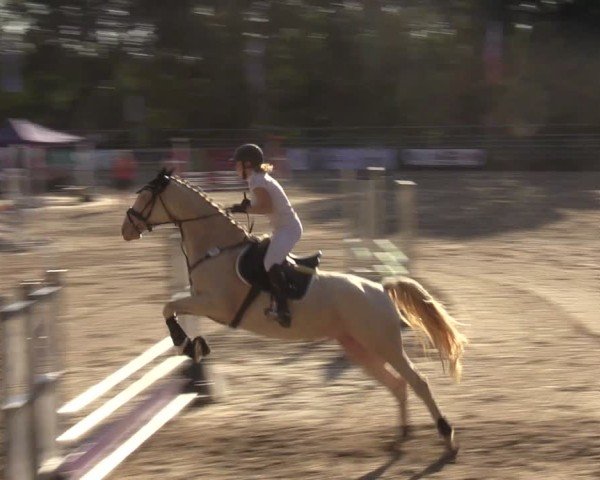 Reitturnier Lgl.-Oberhain, B95 2024