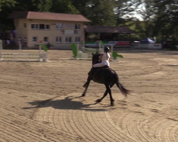 Reitturnier Lgl.-Oberhain, B95 2024