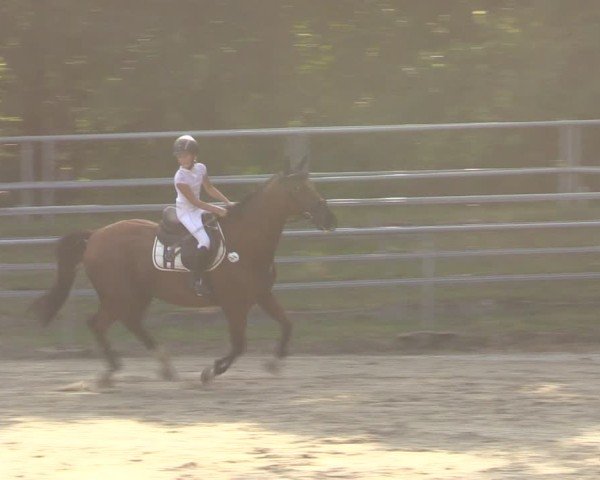 Reitturnier Lgl.-Oberhain, B95 2024