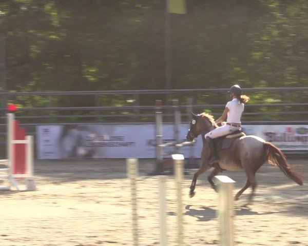 Reitturnier Lgl.-Oberhain, B95 2024
