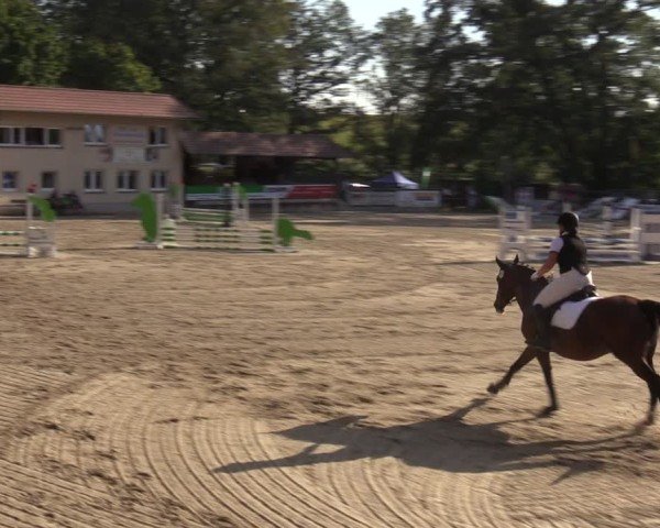 Reitturnier Lgl.-Oberhain, B95 2024
