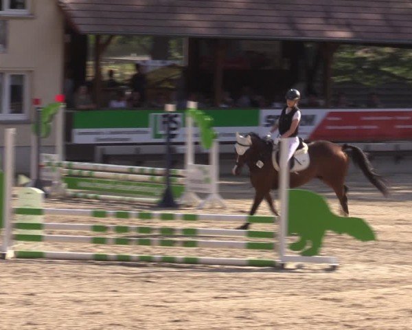 Reitturnier Lgl.-Oberhain, B95 2024