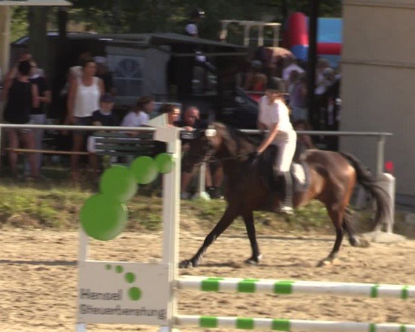 Reitturnier Lgl.-Oberhain, B95 2024