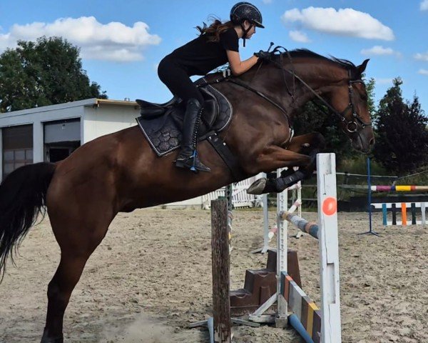 dressage horse Varos (Hanoverian, 2015, from Viscount 22) dressage horse Varos (Hanoverian, 2015, from Viscount 22)