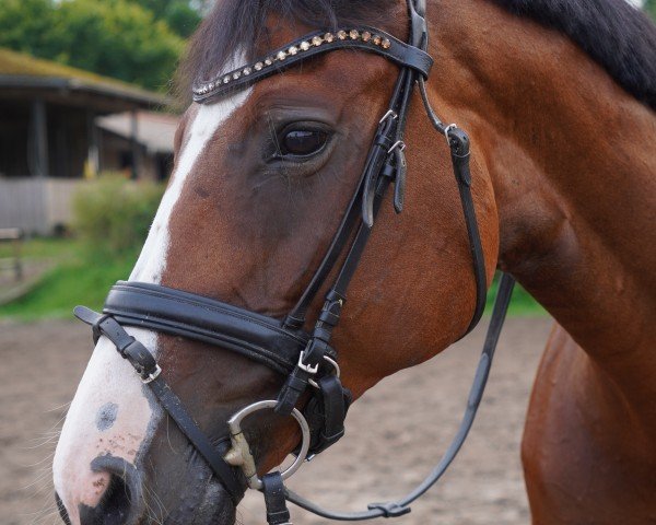 Springpferd Charlotta 50 (Westfale, 2012, von Captain Cooper)