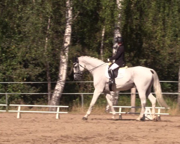Reitturnier Lgl.-Oberhain, B95 2024