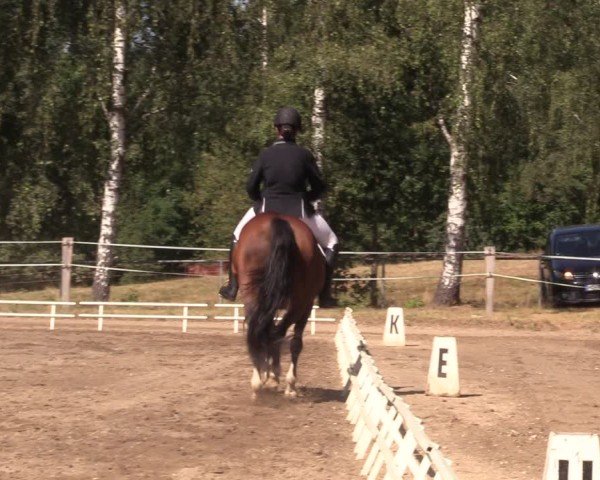 Reitturnier Lgl.-Oberhain, B95 2024