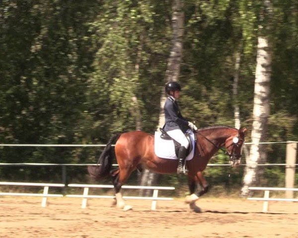 Reitturnier Lgl.-Oberhain, B95 2024