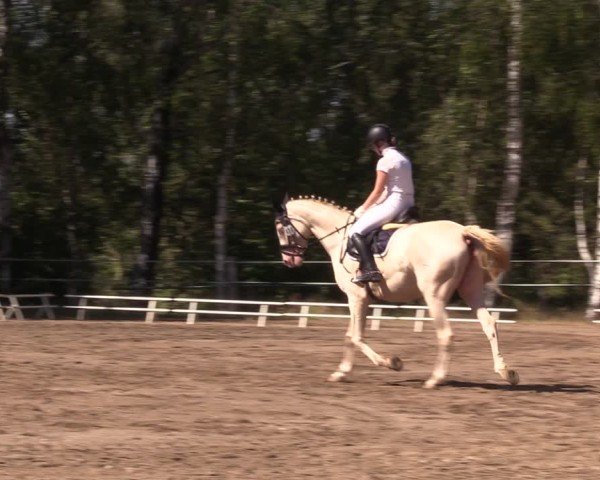 Reitturnier Lgl.-Oberhain, B95 2024
