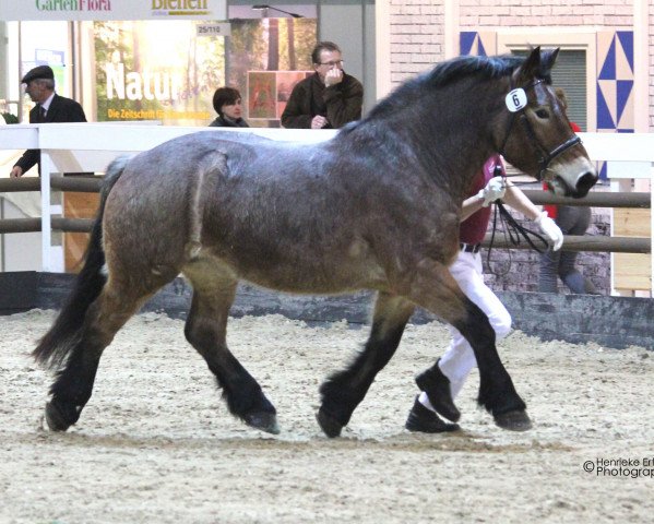 broodmare Antonia (Rhenish-German Cold-Blood, 2013, from Antonio 2262) broodmare Antonia (Rhenish-German Cold-Blood, 2013, from Antonio 2262)