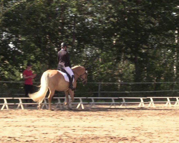 Reitturnier Lgl.-Oberhain, B95 2024