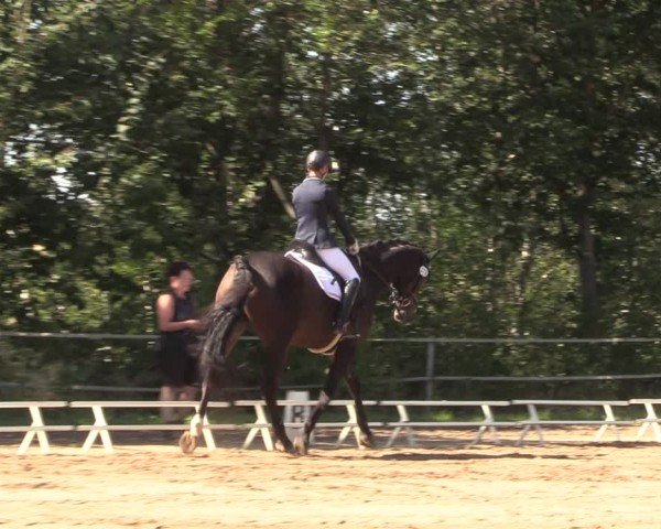 Reitturnier Lgl.-Oberhain, B95 2024