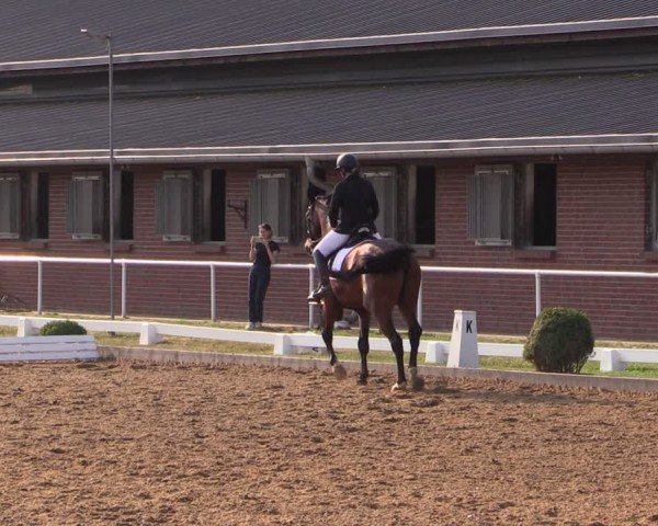 Reitturnier Münchehofe 2024