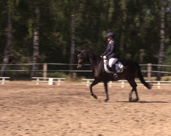Reitturnier Lgl.-Oberhain, B95 2024