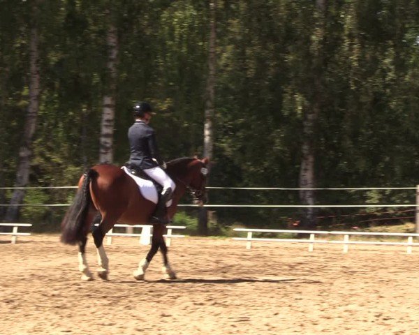 Reitturnier Lgl.-Oberhain, B95 2024