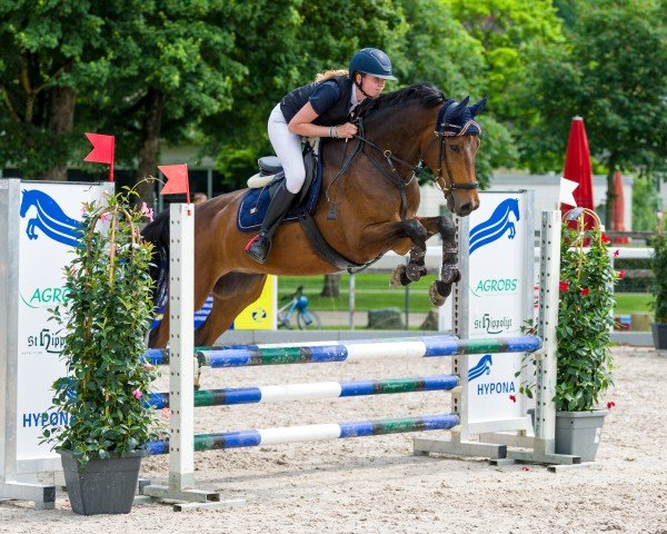 jumper Nero van de Fokkerhutte (KWPN (Royal Dutch Sporthorse), 2018, from Exclucieve VDL)