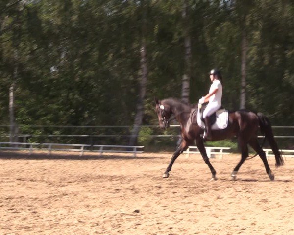 Reitturnier Lgl.-Oberhain, B95 2024