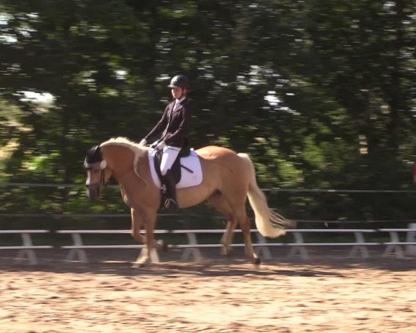 Reitturnier Lgl.-Oberhain, B95 2024
