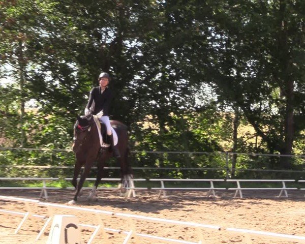 Reitturnier Lgl.-Oberhain, B95 2024