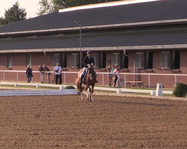 Reitturnier Münchehofe 2024