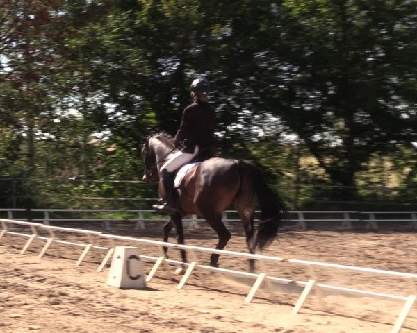 Reitturnier Lgl.-Oberhain, B95 2024