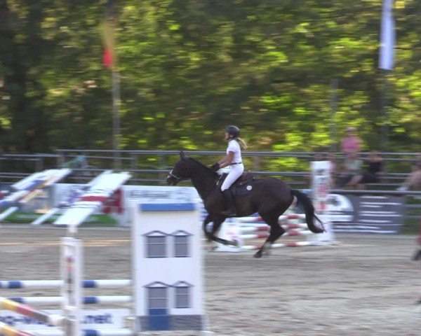 Reitturnier Lgl.-Oberhain, B95 2024