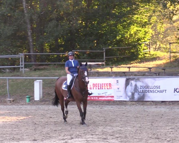 Reitturnier Lgl.-Oberhain, B95 2024