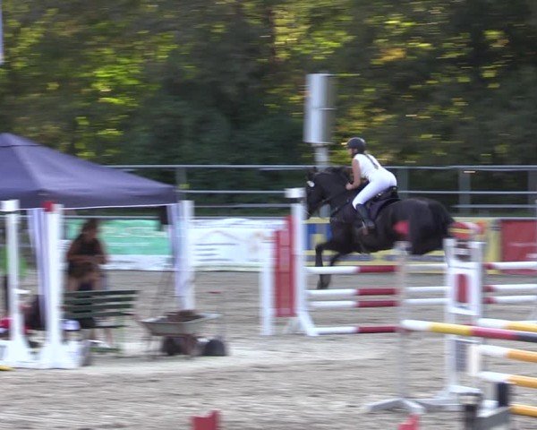 Reitturnier Lgl.-Oberhain, B95 2024
