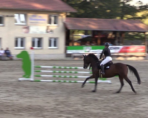 Reitturnier Lgl.-Oberhain, B95 2024