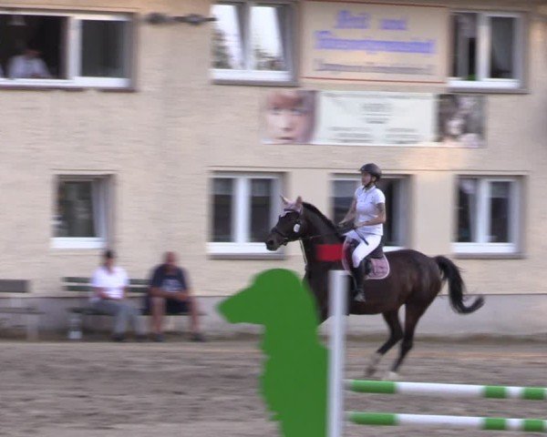 Reitturnier Lgl.-Oberhain, B95 2024