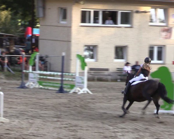 Reitturnier Lgl.-Oberhain, B95 2024