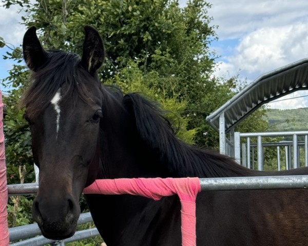 horse Skyline TT (Westphalian, 2023, from So Perfect)