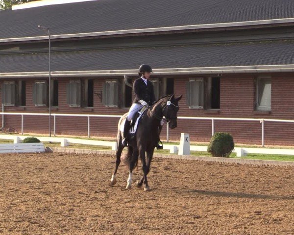 Reitturnier Münchehofe 2024