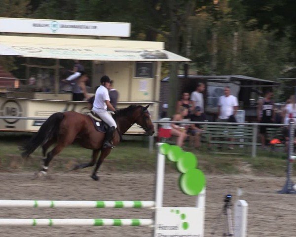 Reitturnier Lgl.-Oberhain, B95 2024