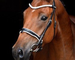 dressage horse Denver 292 (German Riding Pony, 2019, from Dance Star AT NRW)