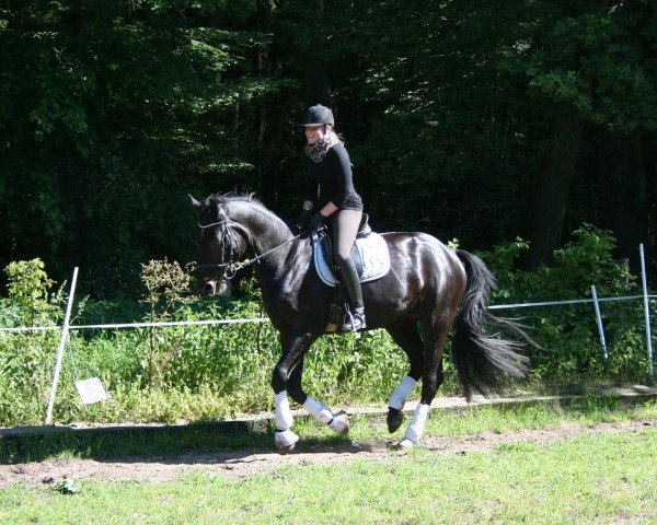 horse Sandmann DB (Oldenburg, 2009, from Swagman 2)