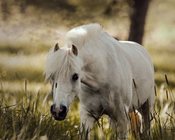 dressage horse Powys Fudge (Welsh mountain pony (SEK.A), 2014, from Powys (NL) Shon)