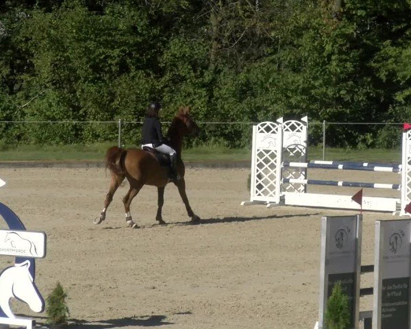 Reitturnier Maienfeld 2024