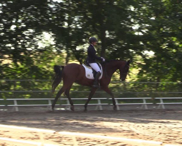 Reitturnier Lgl.-Oberhain, B95 2024